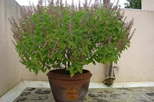 जय जय तुलसी माता आरती | Jai Jai Tulsi Mata Lyrics 3 tulsi mata